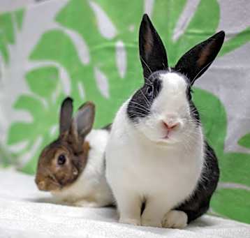 Photo of Archie (bonded to Rebel)