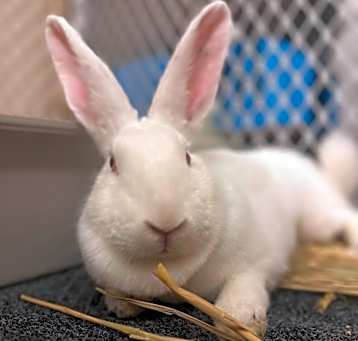 Photo of Sugar