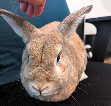 Photo of Vincent (bonded to Blue)
