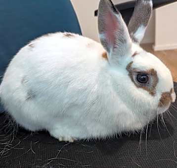 Photo of Blue (bonded to Vincent)