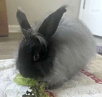 Photo of Smokey