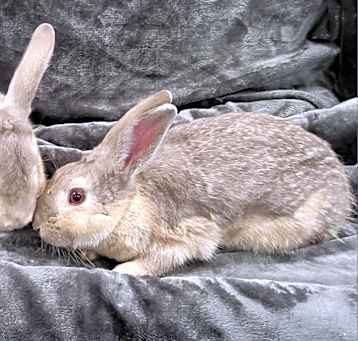 Photo of Sapphire
