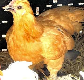 Photo of Squakalina