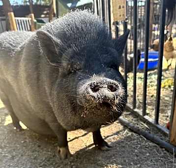 Photo of Petunia