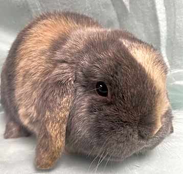 Photo of Jango