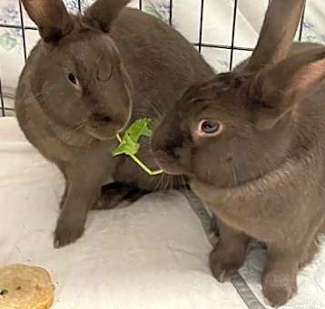 Photo of Leonardo *bonded To Denzel