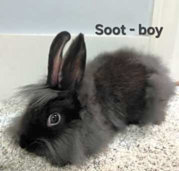 Photo of Soot