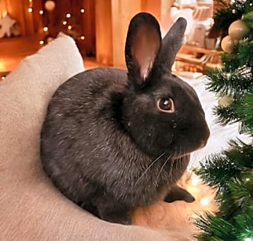 Photo of Jarvis