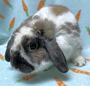 Photo of Lil Man