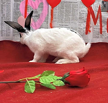 Photo of Flower and Thumper