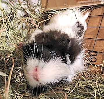 Photo of Buster