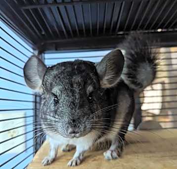 Photo of Chinnabon