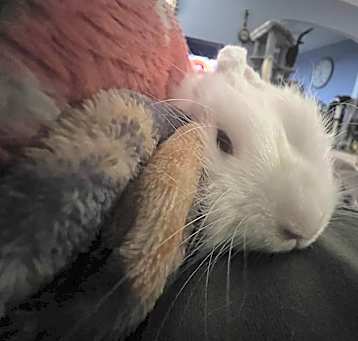 Photo of Cirrus