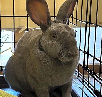 Photo of Ferdinand