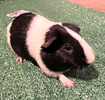Photo of Bolt