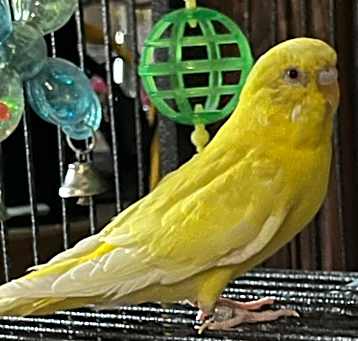 Photo of Tweety and Friends- In Foster $30
