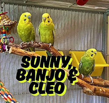 Photo of Sunny