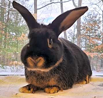Photo of Dumpling