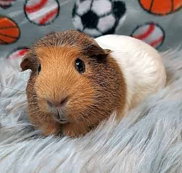 Photo of Lenny