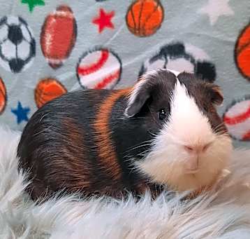 Photo of Jed