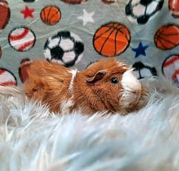 Photo of Ginger Bear