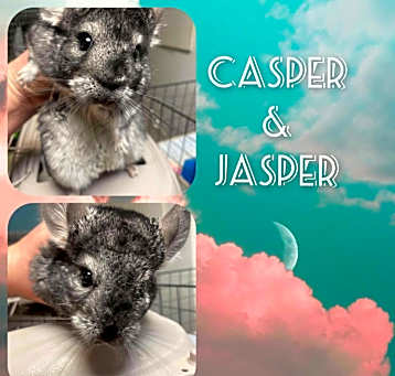 Photo of Jasper and Casper