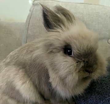 Photo of Sora