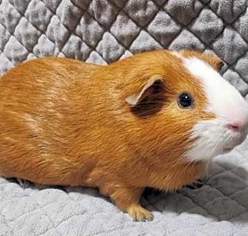 Photo of Oliver