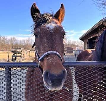 Photo of Maverick