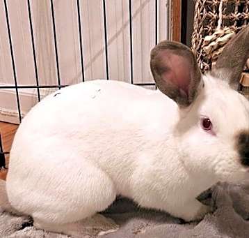 Photo of Reggie