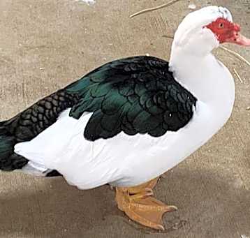 Photo of HARVEY