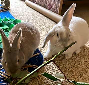 Photo of Bene (bonded to Bramble)
