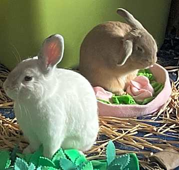 Photo of Bramble (bonded to Bene)