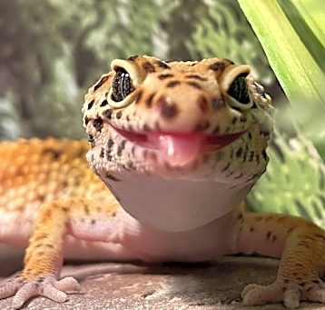 Photo of Leopard gecko