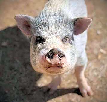 Photo of BUTTERCUP