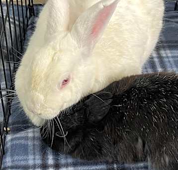 Photo of Bumble