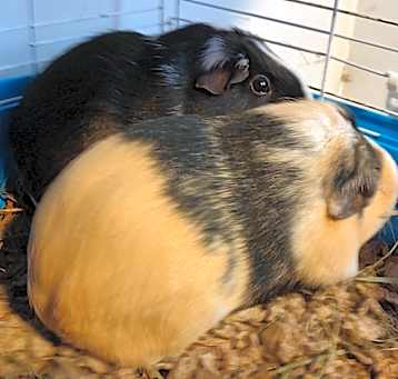 Photo of ZeldaPuff & Zoe Puff