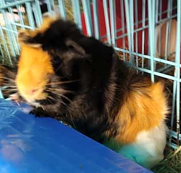 Photo of Blosso