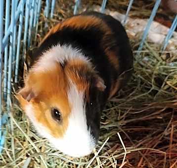 Photo of Miloti