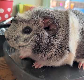 Photo of Mastadon