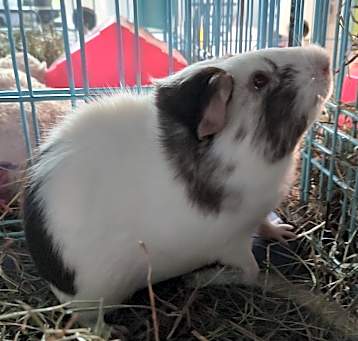 Photo of Luffy