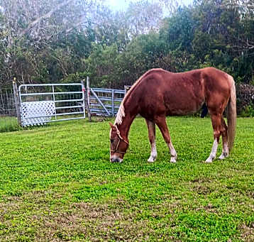 Photo of Dusty