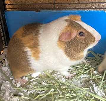 Photo of Walter & Oliver (M)