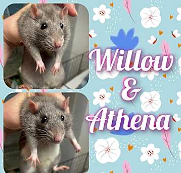 Photo of Athena and Willow