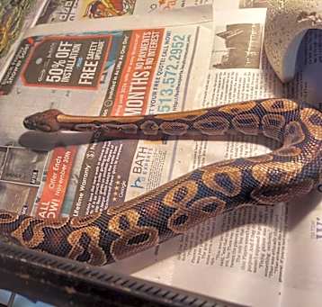 Photo of William Snakespeare