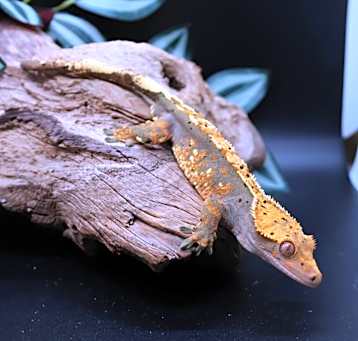 Photo of Caiden