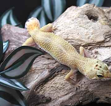 Photo of Cici