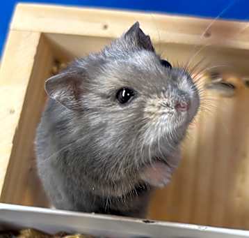 Photo of Dwarf Hamsters!
