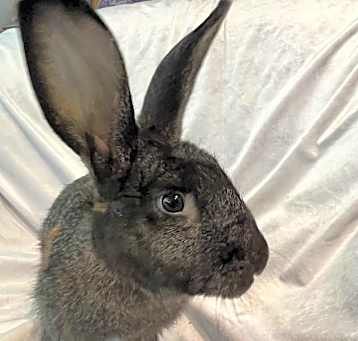 Photo of Violet
