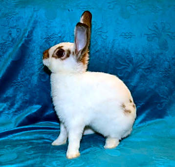 Photo of Marvin